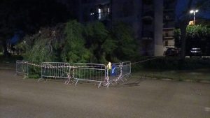 Lecce, crolla un altro grosso albero di pino in via Avellino - Corriere Salentino