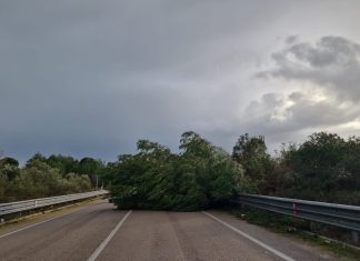Maltempo, cade un albero sulla tangenziale di Maglie: emergenza manutenzione delle alberature nel Salento