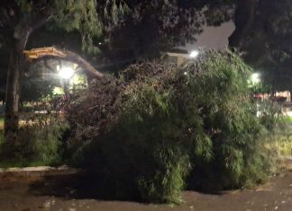 Maltempo, si spezza un albero a Santa Rosa. Ordinanza per mettere in sicurezza anche le alberature private