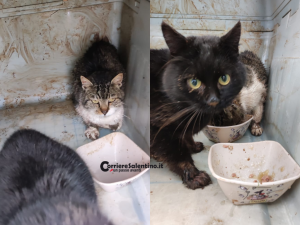 Intrappolati in una cisterna chiusa: gattini salvati a Patù - Corriere Salentino