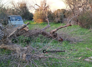 Ugento, muore schiacciato da un tronco durante lavori agricoli