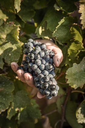 “Il vino deve restare umano”: Conti Zecca, tra radici e futuro - Corriere Salentino