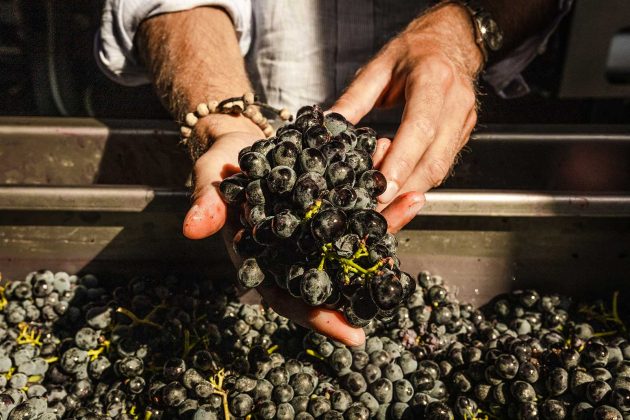 “Il vino deve restare umano”: Conti Zecca, tra radici e futuro - Corriere Salentino