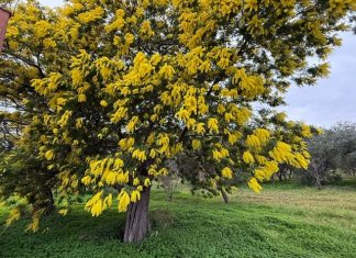 Maltempo, gelo e nubifragi convivono con mimose in fiore