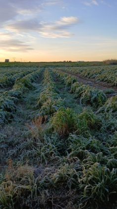 Maltempo, gelate mandano in fumo carciofi, broccoli e cavoli - Corriere Salentino