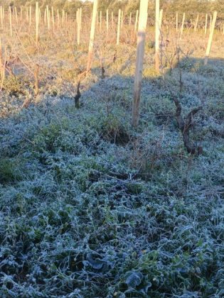 Maltempo, gelate mandano in fumo carciofi, broccoli e cavoli - Corriere Salentino