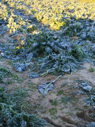 Maltempo, gelate mandano in fumo carciofi, broccoli e cavoli - Corriere Salentino