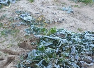 Maltempo, gelate mandano in fumo carciofi, broccoli e cavoli