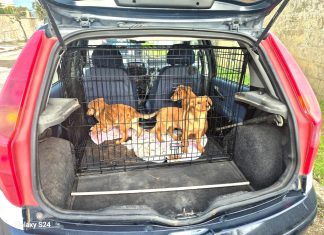 Cuccioli intrappolati in una tana. Salvataggio a lieto fine nelle campagne di Specchia