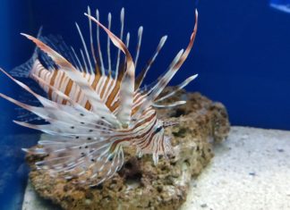 Domenica 18 gennaio l’Acquario del Salento di Santa Maria al Bagno presenta il pesce scorpione con approfondimenti e visita guidata