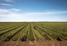 Vino, cresce il valore fondiario del vigneto in Puglia (+17%) Enogastronomia - Corriere Salentino