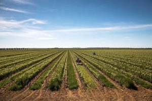 “Il vino deve restare umano”: Conti Zecca, tra radici e futuro - Corriere Salentino