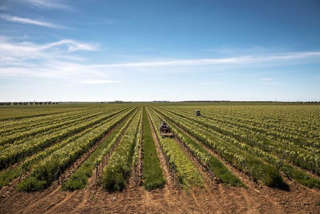 “Il vino deve restare umano”: Conti Zecca, tra radici e futuro - Corriere Salentino