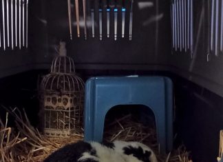 Un sacco di juta abbandonato in campagna, dentro due conigli: uno non ce l’ha fatta