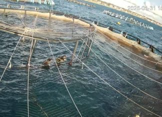 Maricoltura, allarme cormorani per assalti agli allevamenti