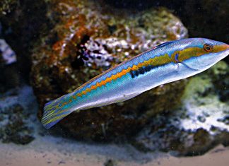 Quando il mare si innamora, focus sul corteggiamento… sott’acqua. In occasione di San Valentino, interessante appuntamento all’Aquario del Salento