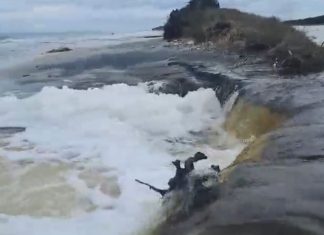 Due tracimazioni del cordone dunale nell’Oasi delle Cesine