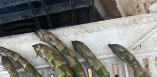 Home - Corriere Salentino