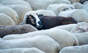 La pecora nera che salva la famiglia. Quando qualcuno rompe il cerchio e inaugura una nuova storia - Corriere Salentino