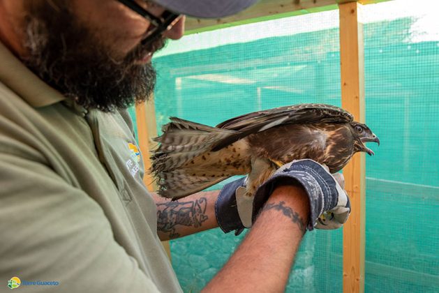 Recupero fauna selvatica di Torre Guaceto: soccorsi 145 animali in un anno - Corriere Salentino