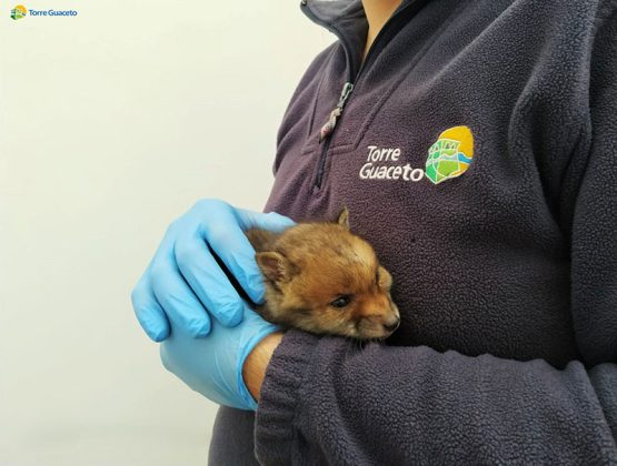 Recupero fauna selvatica di Torre Guaceto: soccorsi 145 animali in un anno - Corriere Salentino