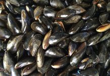 Salute - Corriere Salentino