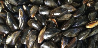 Home - Corriere Salentino