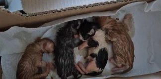 Home - Corriere Salentino