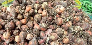 Home - Corriere Salentino