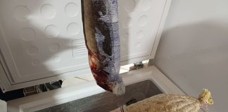 Home - Corriere Salentino