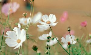 Primavera. Il mondo cambia voce, il tempo cambia ritmo - Corriere Salentino