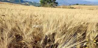 Home - Corriere Salentino