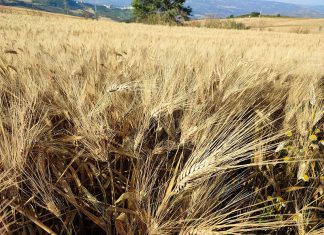 Grano duro deprezzato, CIA Puglia: “Non è così che la CUN deve funzionare”