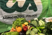 Agricoltura, Puglia leader ma costi di produzione alle stelle e concorrenza sleale Attualità - Corriere Salentino