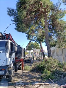 Collassano altri alberi a Lecce, uno si piega su un palazzo di via Siracusa. Un crollo a Frigole e uno vicino al cimitero - Corriere Salentino