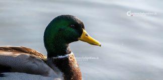 Home - Corriere Salentino