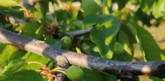 Home - Corriere Salentino