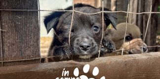 Home - Corriere Salentino