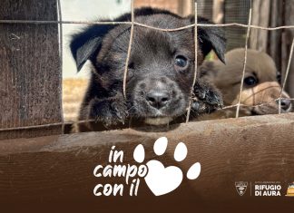 L’U.S. Lecce scende in campo per gli amici a quattro zampe