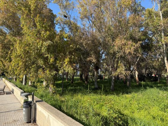 Parco degli Eucalipti, svolta a San Cataldo: la giunta dà l'ok al piano di fattibilità: oltre 500mila euro per la trasformazione - Corriere Salentino