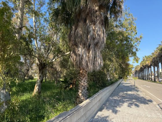 Parco degli Eucalipti, svolta a San Cataldo: la giunta dà l'ok al piano di fattibilità: oltre 500mila euro per la trasformazione - Corriere Salentino