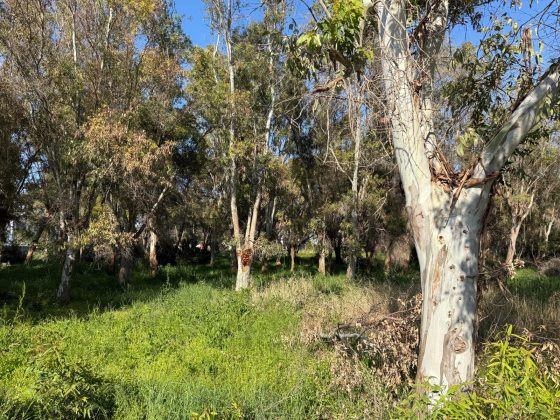 Parco degli Eucalipti, svolta a San Cataldo: la giunta dà l'ok al piano di fattibilità: oltre 500mila euro per la trasformazione - Corriere Salentino