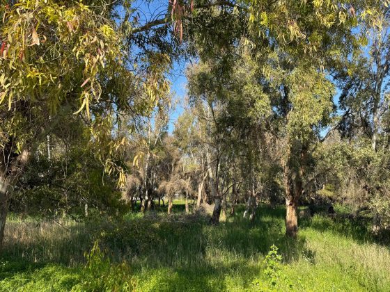 Parco degli Eucalipti, svolta a San Cataldo: la giunta dà l'ok al piano di fattibilità: oltre 500mila euro per la trasformazione - Corriere Salentino