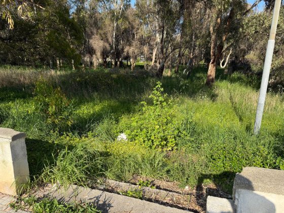 Parco degli Eucalipti, svolta a San Cataldo: la giunta dà l'ok al piano di fattibilità: oltre 500mila euro per la trasformazione - Corriere Salentino