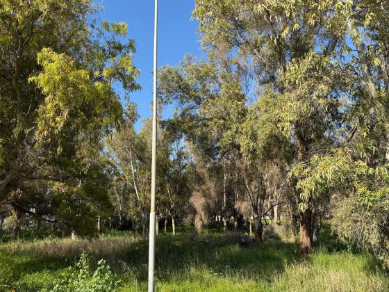 Parco degli Eucalipti, svolta a San Cataldo: la giunta dà l'ok al piano di fattibilità: oltre 500mila euro per la trasformazione - Corriere Salentino