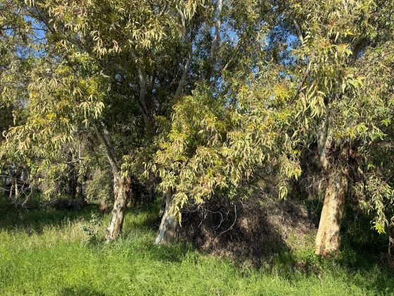 Parco degli Eucalipti, svolta a San Cataldo: la giunta dà l'ok al piano di fattibilità: oltre 500mila euro per la trasformazione - Corriere Salentino