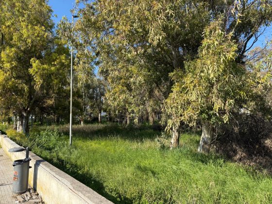 Parco degli Eucalipti, svolta a San Cataldo: la giunta dà l'ok al piano di fattibilità: oltre 500mila euro per la trasformazione - Corriere Salentino