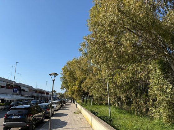 Parco degli Eucalipti, svolta a San Cataldo: la giunta dà l'ok al piano di fattibilità: oltre 500mila euro per la trasformazione - Corriere Salentino