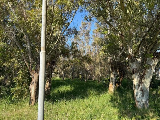 Parco degli Eucalipti, svolta a San Cataldo: la giunta dà l'ok al piano di fattibilità: oltre 500mila euro per la trasformazione - Corriere Salentino