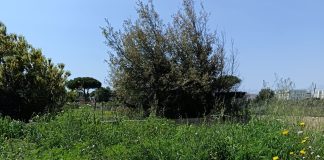 Home - Corriere Salentino